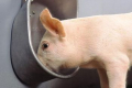 Чашкові напувалки свиней економлять до третини води