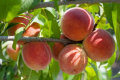 Одеському садівнику комфортно вирощувати персик Ред Хейвен