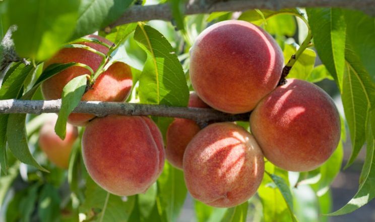 Господарство на Херсонщині планує зібрати вдвічі більший урожай персика після деокупації