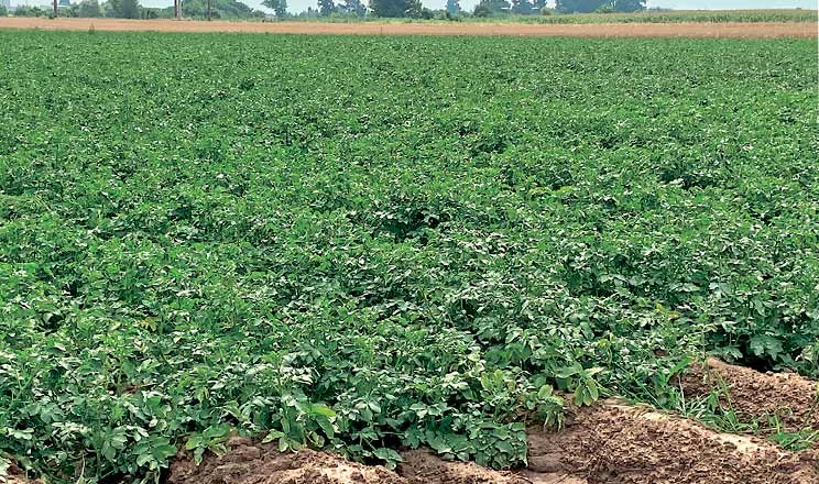 У СТОВ «Плато» очікують зростання ціни на картоплю бо врожайність цього року менша