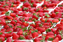 Рівненська теплична полуниця продаватиметься на початку травня