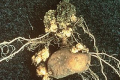 На полі волинського фермера запровадили карантин через рак картоплі