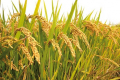 У Китаї побили світовий рекорд урожайності рису