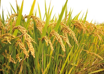 На Одещині стартувала сівба рису