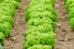 Науковиця розповіла про тонкощі закладання салату