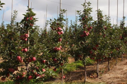 У Бельгії скорочуються яблуневі сади