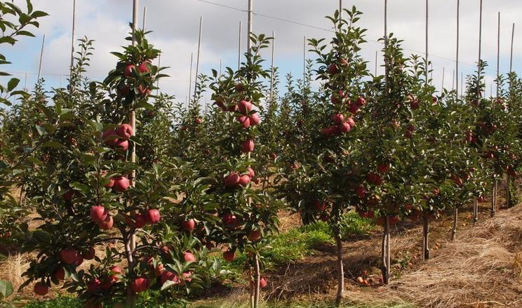 У Бельгії скорочуються яблуневі сади