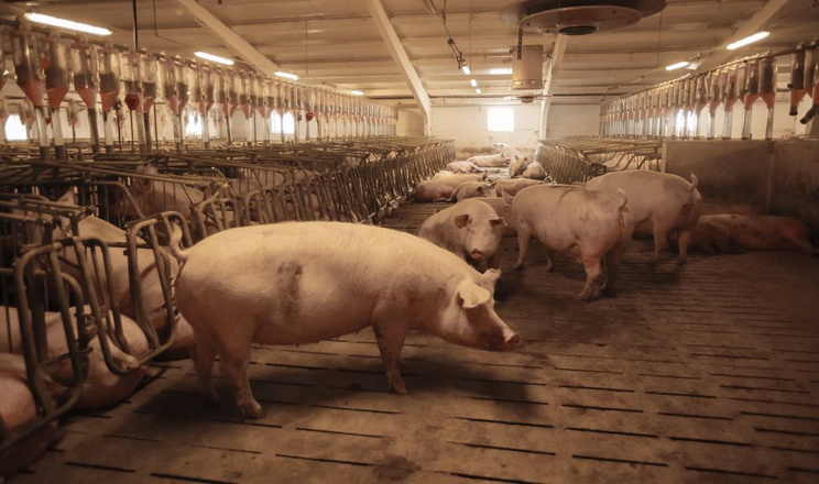 Ціни на живець свиней повернули на зростання