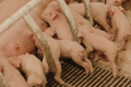 «Дан-Фарм Україна» практикує систему прийомних свиноматок