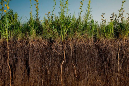 Ефект від систематичного заорювання 25-30 т/га сидератів рівноцінний внесенню 30 т/га гною