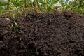 Рівень гумусу в агрофірмі «Колос» за вісім років зріс на 34%