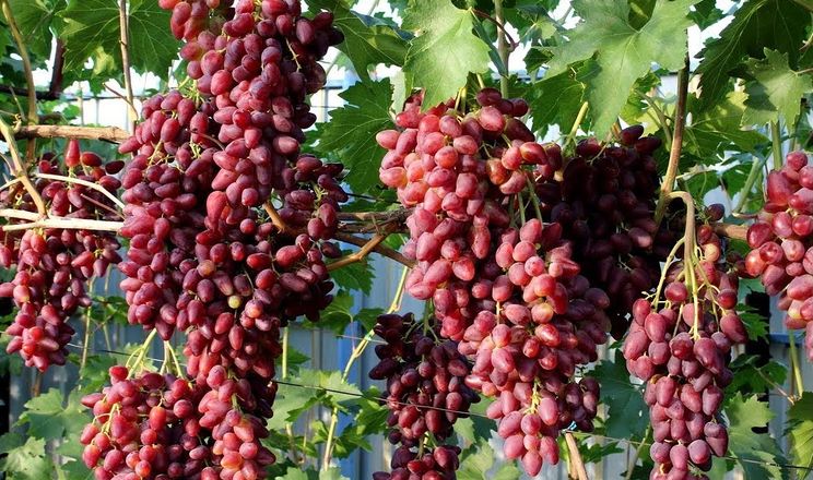 Визначено сорти винограду найвигідніші для півночі України
