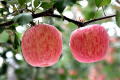 Садівник назвав сорти яблук, які посадять в оновленому саду