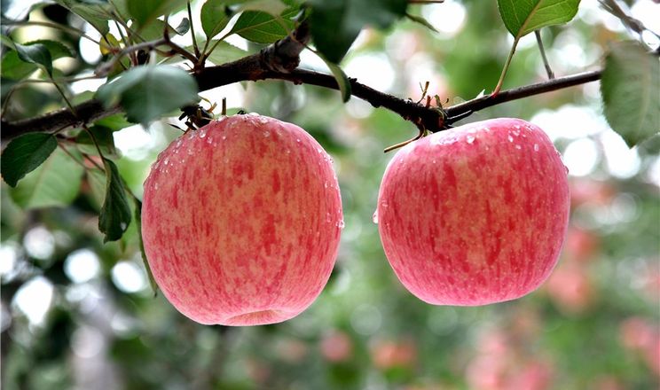 Завдяки смаку українське яблуко Фуджі може конкурувати з китайським