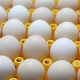 Після 20 діб зберігання інкубаційні якості яєць значно погіршуються