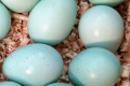 Блакитні яйця перепілок Селадон корисніші, ніж звичайні