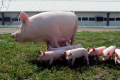 Закупівельні ціни на свинину сягають 59-61 грн/кг