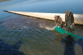 Оскільське водосховище зарибили понад 3 тоннами молоді риби
