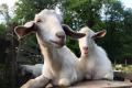 На прикарпатській фермі виводять нову породу кіз