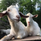 На прикарпатській фермі виводять нову породу кіз