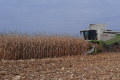 Збирання кукурудзи у Північному кластері «ТАС Агро» затримується