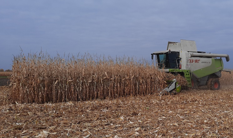 Збирання кукурудзи у Північному кластері «ТАС Агро» затримується