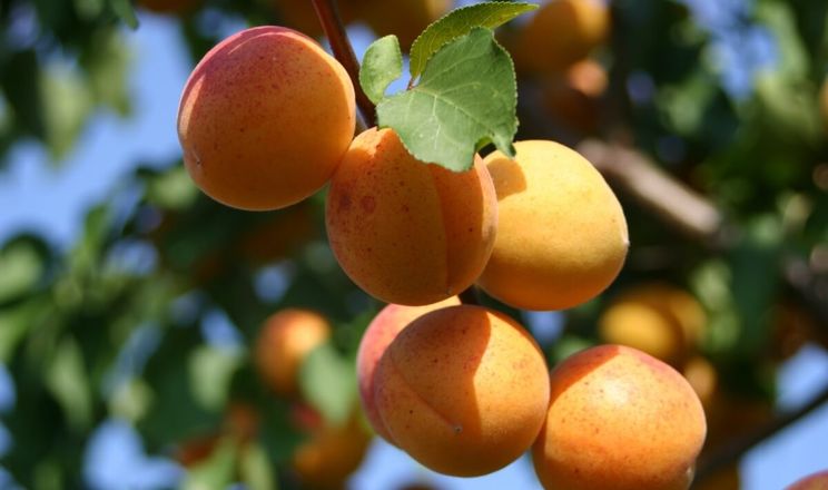 На півночі Одещини з 10 років абрикоса давала урожай лише 5