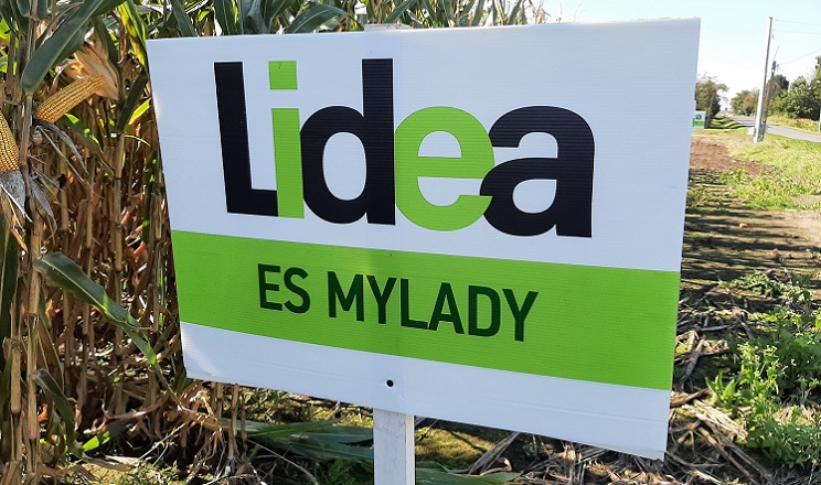 ЕС Міледі – новий гібрид кукурудзи від Lidea з ФАО 330