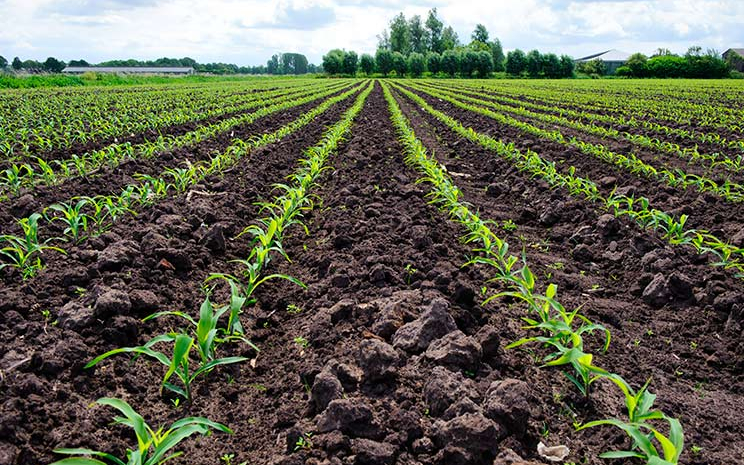 Біостимулятори на основі амінокислот: принцип дії та роль у метаболізмі рослин