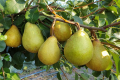 Учені дали 8 порад з вирощування та зберігання груші