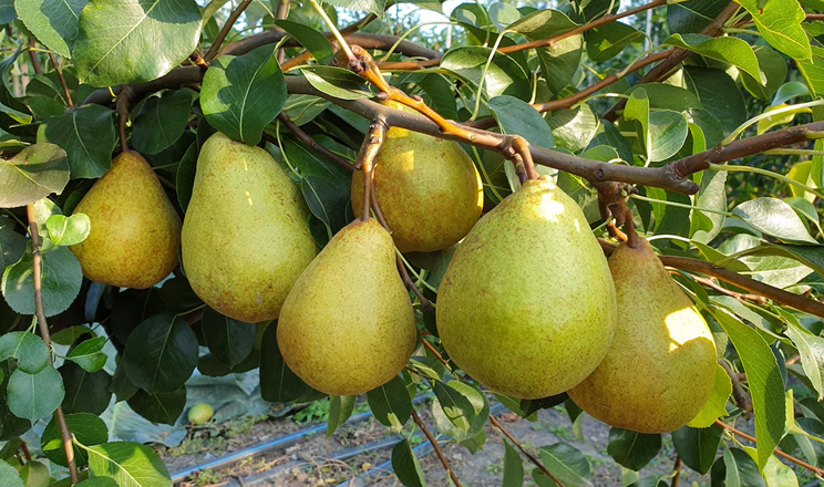Учені дали 8 порад з вирощування та зберігання груші