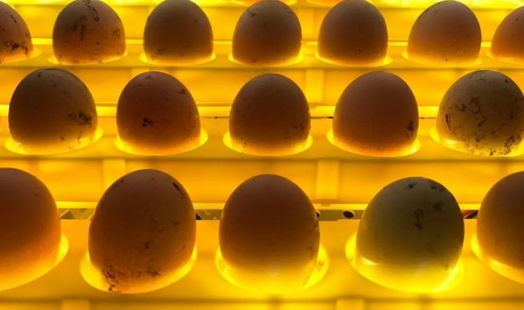 Особливості режиму інкубації качиних яєць у переобладнаних інкубаторах «Універсал»