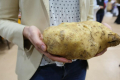Показали найбільшу картоплину Великопольщі