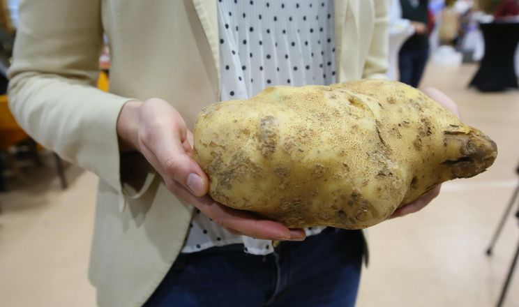 Показали найбільшу картоплину Великопольщі