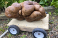 Велетенська картопля претендує на Книгу рекордів Гіннеса
