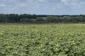 Чому ФГ «Клин» на Полтавщині обирає гібриди соняшнику Nuseed