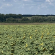 Чому ФГ «Клин» на Полтавщині обирає гібриди соняшнику Nuseed