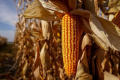 Урожай кукурудзи у ФГ «Стоянов А.А.» істотно вищий від середнього багаторічного