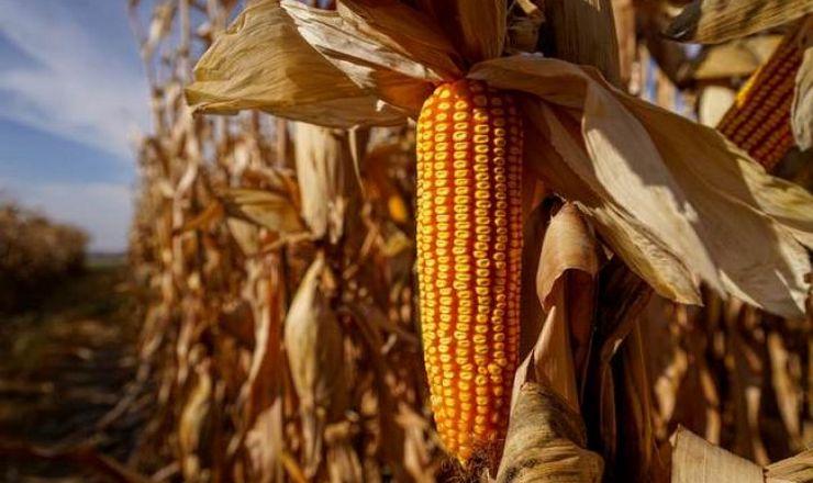 Собівартість кукурудзи за рік зросла щонайменше на 40%