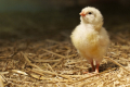 Для хорошого старту курчатам дають добавки для стабілізації мікрофлори ШКТ