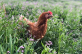 В Україні складно придбати органічну сировину для кормів для птиці