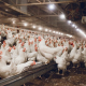 Міжнародний форум Poultry Farming: про ефективне й сучасне птахівництво