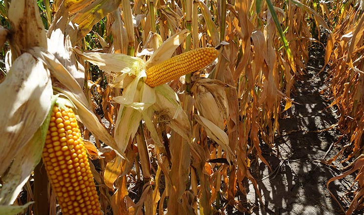 Збиральна вологість зерна кукурудзи прямо залежить від групи стиглості гібрида та погодних умов