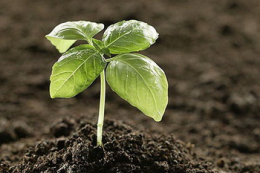 Щороку внутрішній ринок органічної продукції розширюється на 60-100%