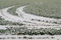 Від пересіву озимий ріпак на заході України врятує сніжна зима, – фермер