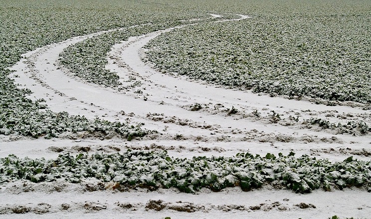 Пізні посіви ріпаку зазнають більшого впливу негативних зимових чинників