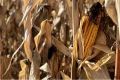 За автоматичного притискного зусилля врожайність кукурудзи зросла на 1 т/га