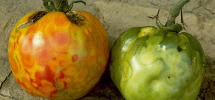 Бронзовість (плямисте в’янення) томатів передається комахами та людиною