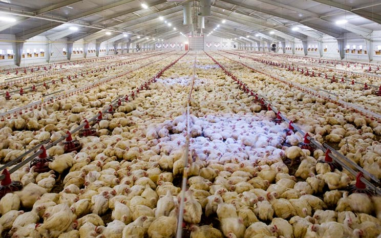 Як підвищення ціни на газ позначиться на роботі птахівничої галузі