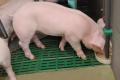 «Барком» практикує рідку годівлю свиней лише на двох фермах